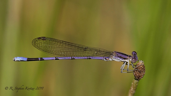 Argia fumipennis, male